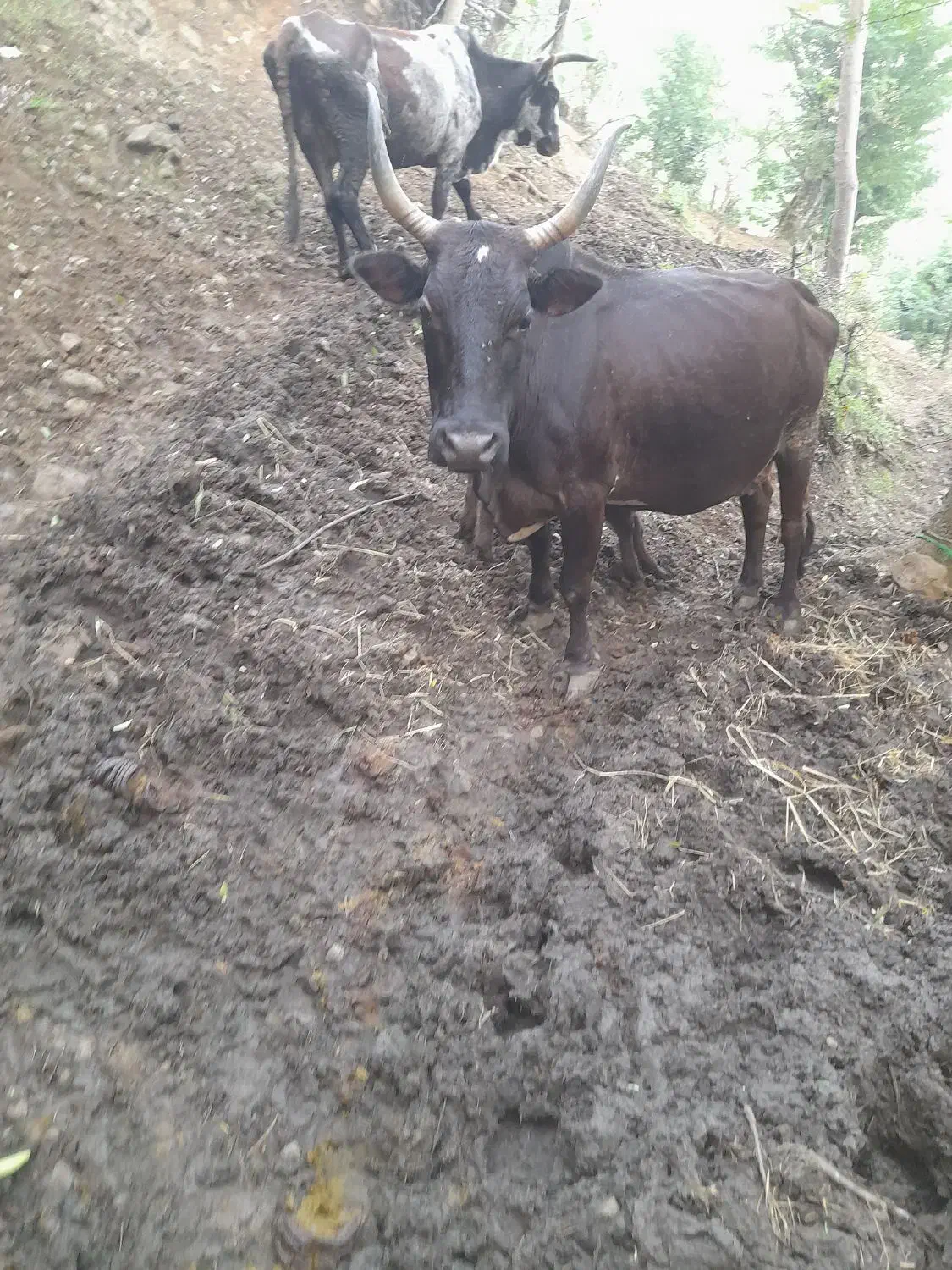 گاوباگوساله نربه فروش میرسد|حیوانات مزرعه|املش, |دیوار