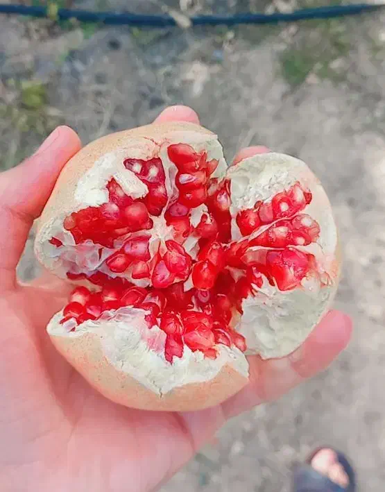 فروش ۳الی۴ تن انار درجه یک|خوردنی و آشامیدنی|کوهمره, |دیوار