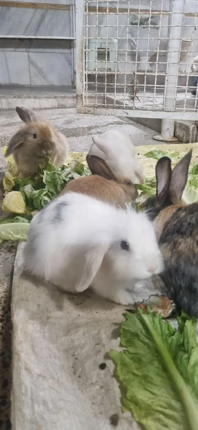 خرگوش لوپ|موش و خرگوش|قروه, |دیوار