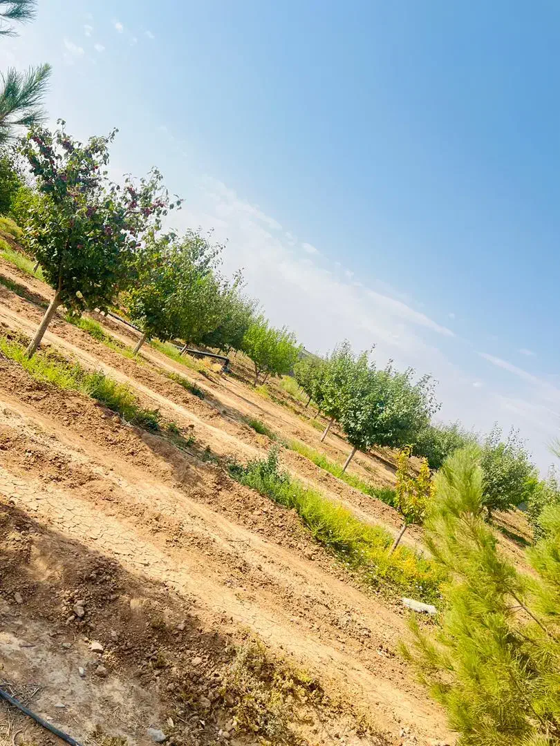 باغ 1000متری آب برق سند معاوضه خودرو تا ۵ میلیارد|فروش زمین و ملک کلنگی|مشهد, توس فردوسی|دیوار