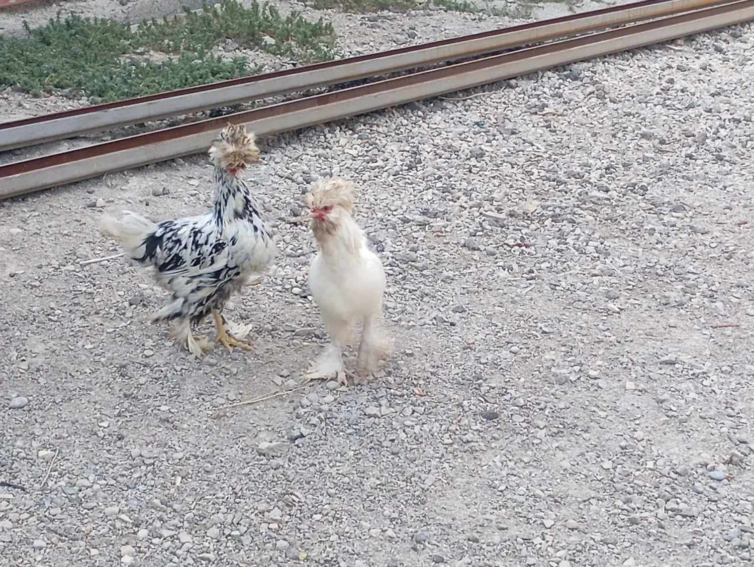 دو عدد مرغ کردستانی به فروش میرسد|حیوانات مزرعه|رومشکان, |دیوار