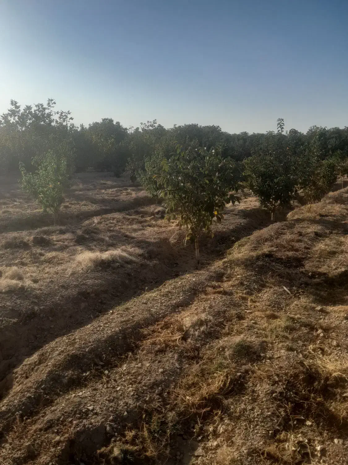 باغ میوه|فروش دفتر صنعتی، کشاورزی، تجاری|نهاوند, |دیوار