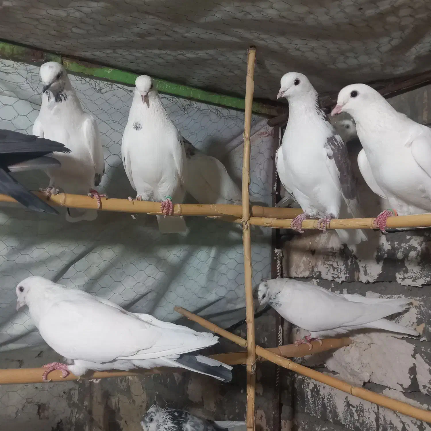 کبوتر پرشی|پرنده|ساوه, |دیوار