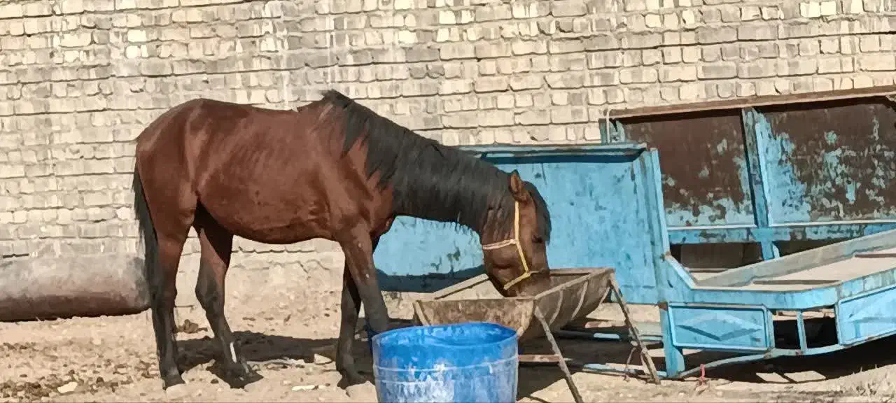 اسب|اسب و تجهیزات اسب‌سواری|قم, قلعه کامکار|دیوار