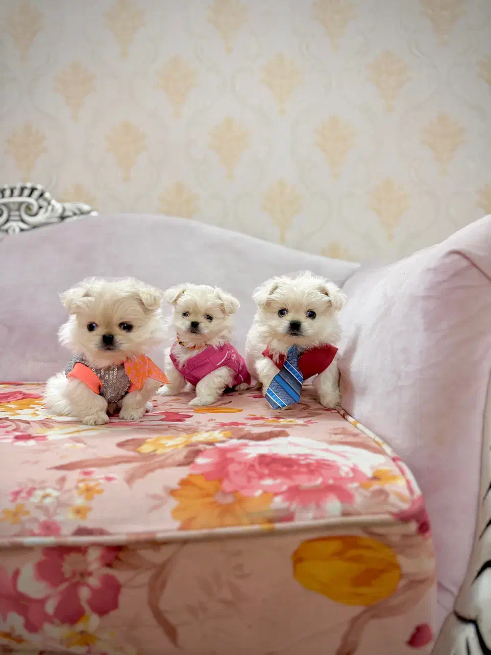 سگمینیاتوری نروماده۳ماهه تیکاپجیبی نیموجبپشمالو|سگ|تهران, نازیآباد|دیوار