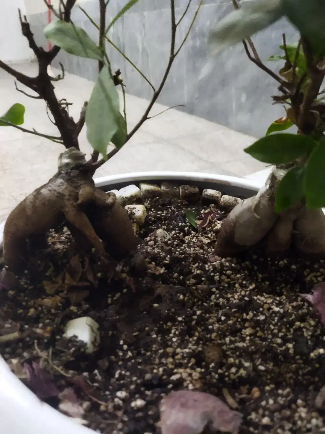 گل بنسای|گل و گیاه طبیعی|شیراز, لشکری|دیوار