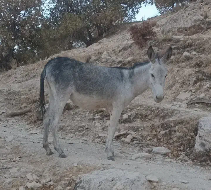 خر ماده|حیوانات مزرعه|کوهدشت, |دیوار