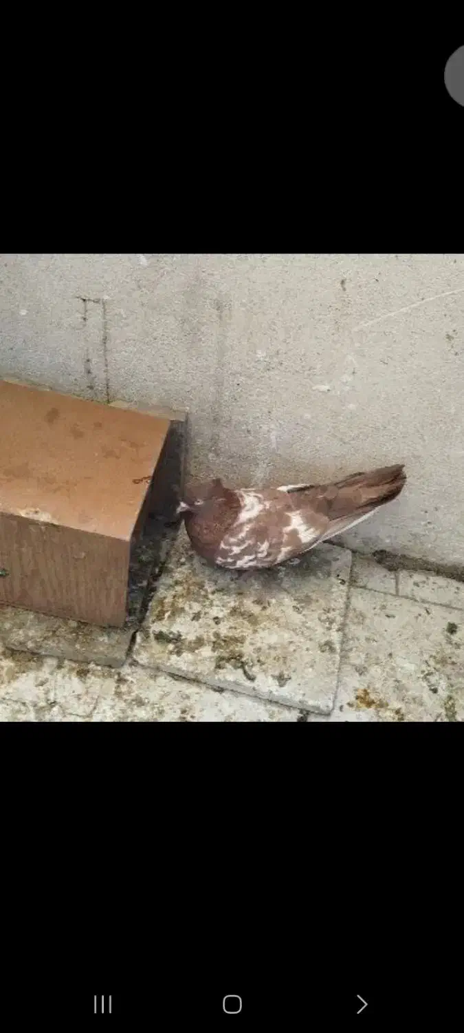 کفتر نرو ماده با جفت و ۱عدد کفتر نر|پرنده|پاکدشت, پاکدشت (مامازند)|دیوار