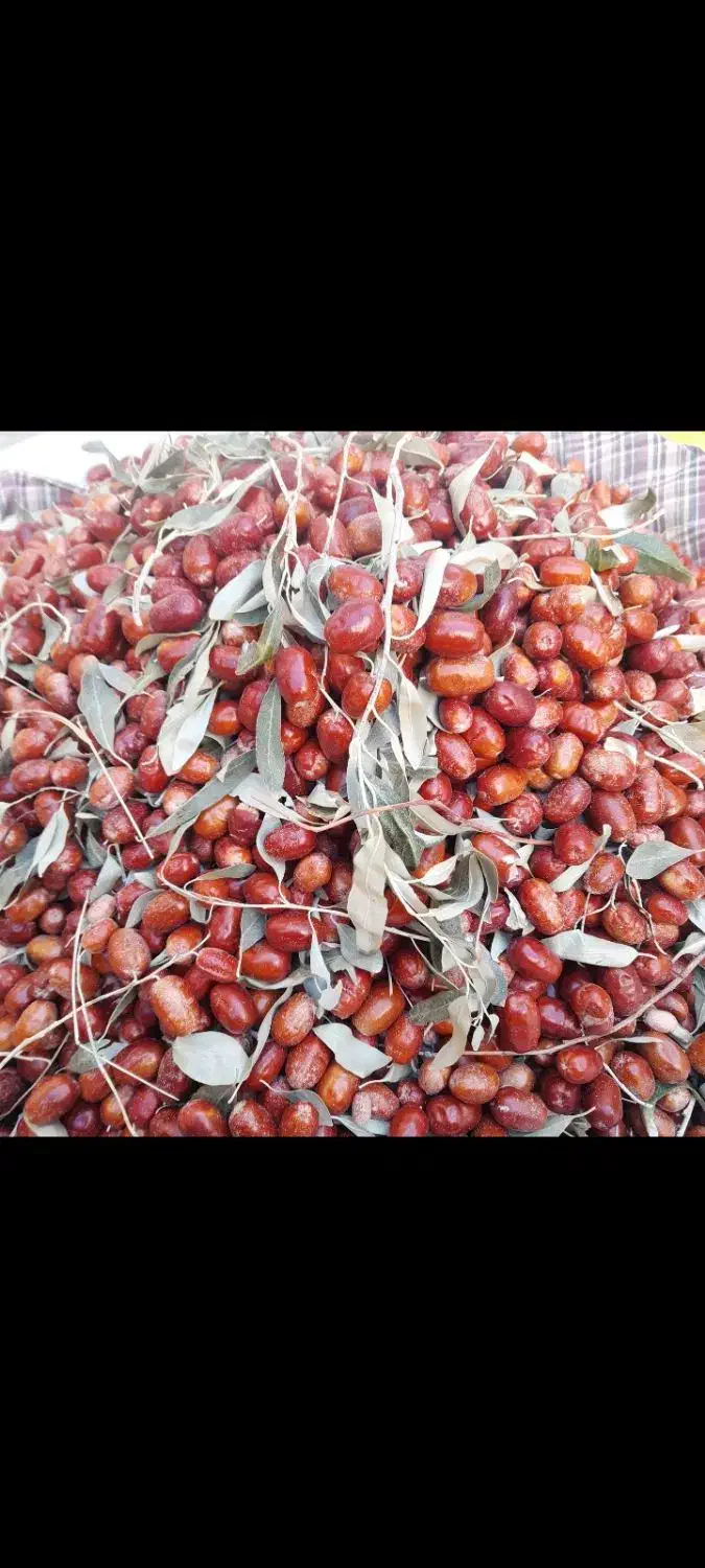 سنجد تازه امسال نرم و رسیده|خوردنی و آشامیدنی|خوی, |دیوار