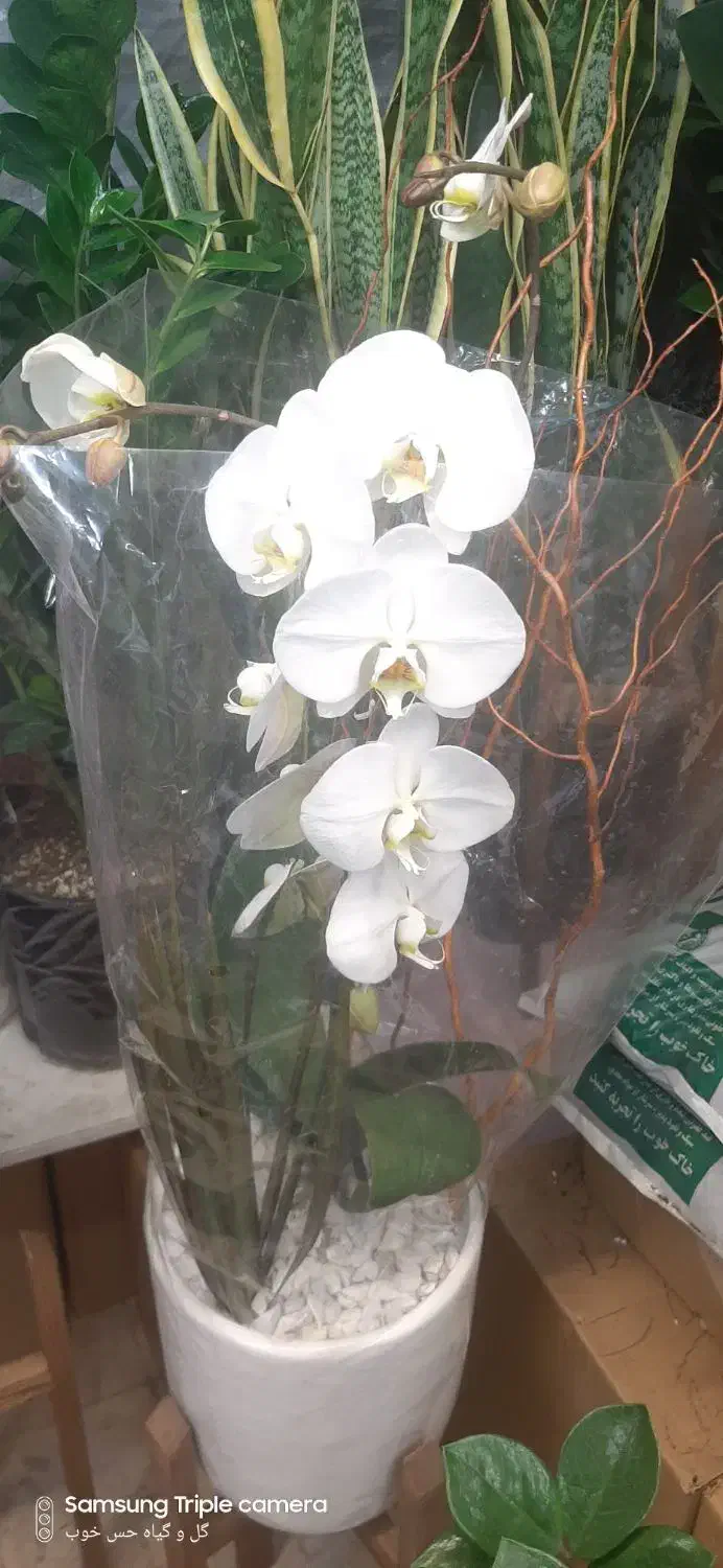 گل ارکیده|گل و گیاه طبیعی|تهران, جهاد|دیوار