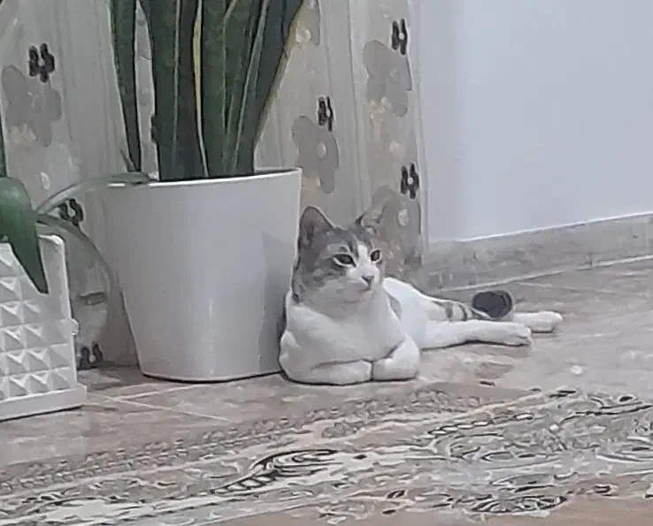 واگذاری گربه خانگی رایگان با شناسنامه|گربه|آمل, |دیوار