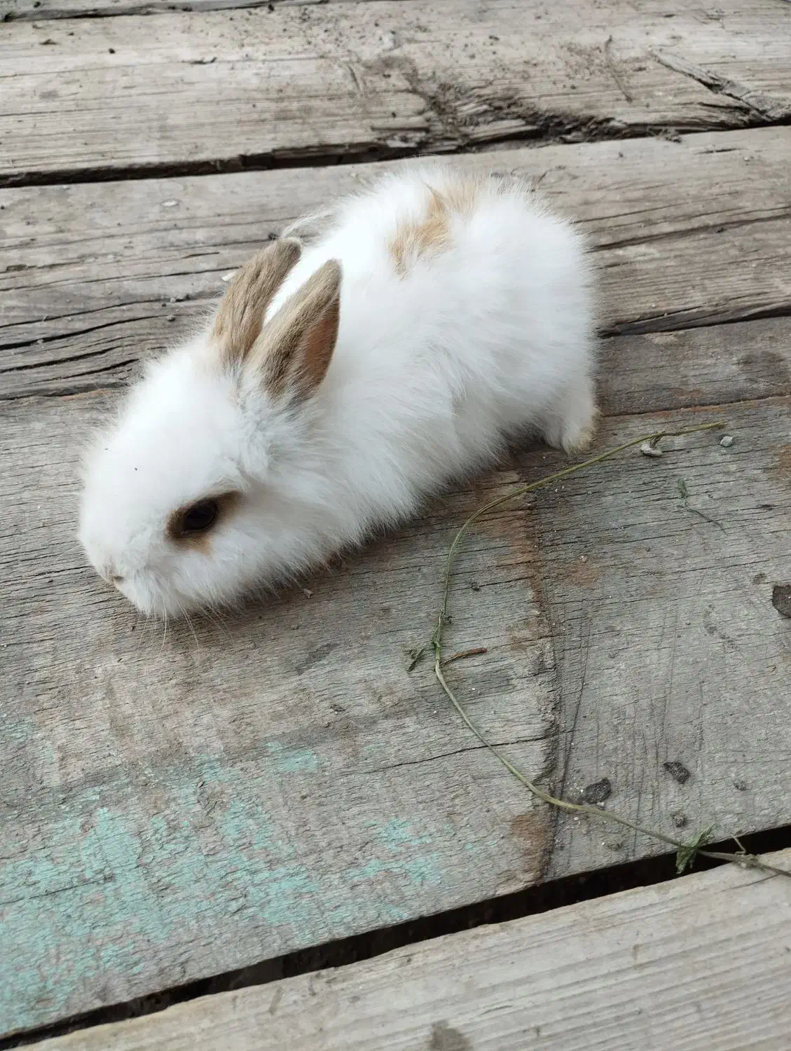 بچه خرگوش لپ|موش و خرگوش|اهر, |دیوار