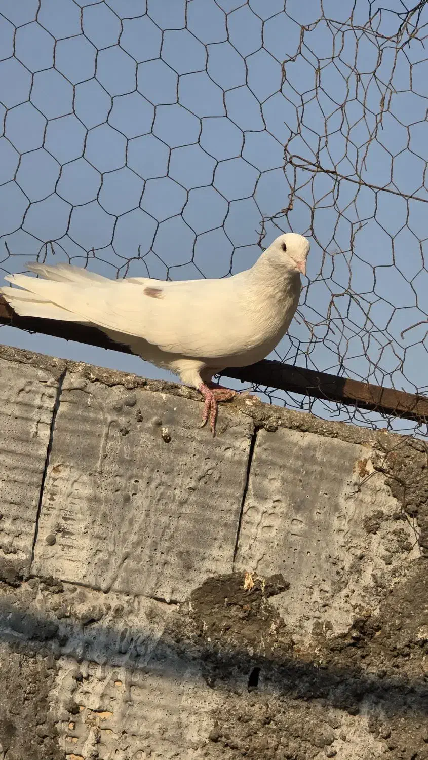 کبوتر جفت کنی|پرنده|بندرعباس, |دیوار
