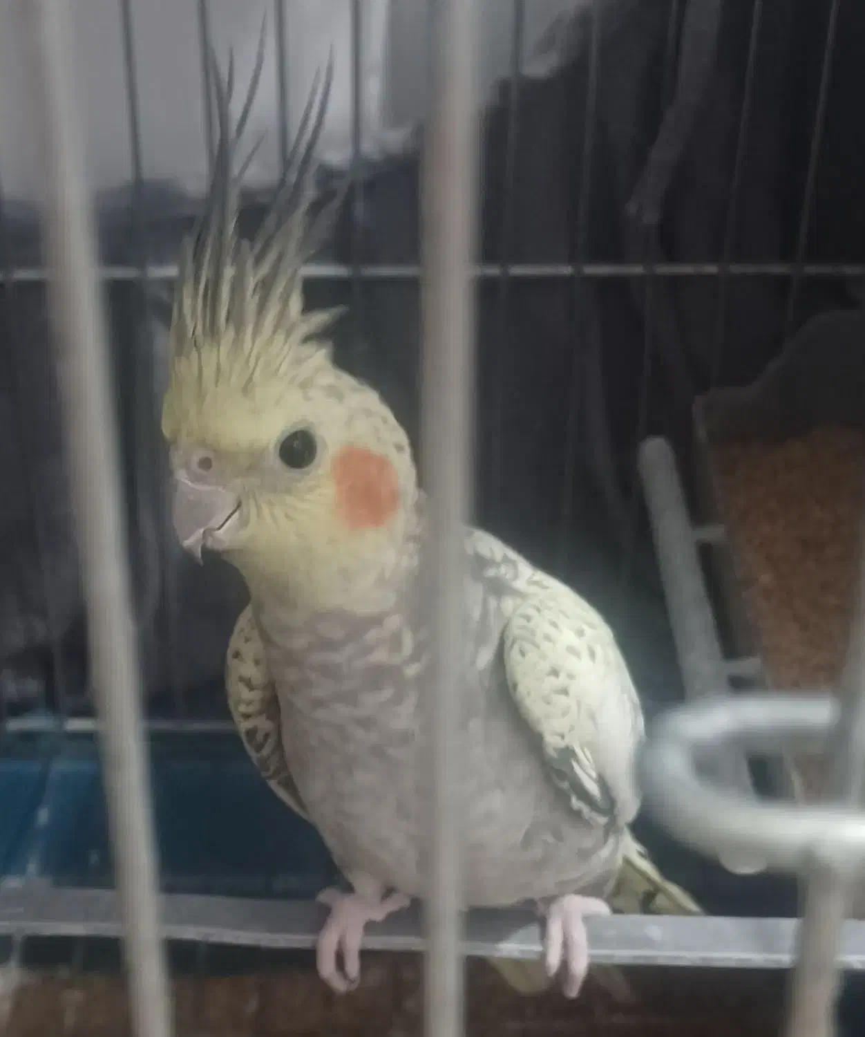 فروش یا معاوضه|پرنده|محمدشهر, محمدشهر|دیوار