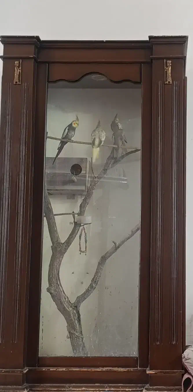 عروس هلندی با جای ویترین|پرنده|گلپایگان, |دیوار