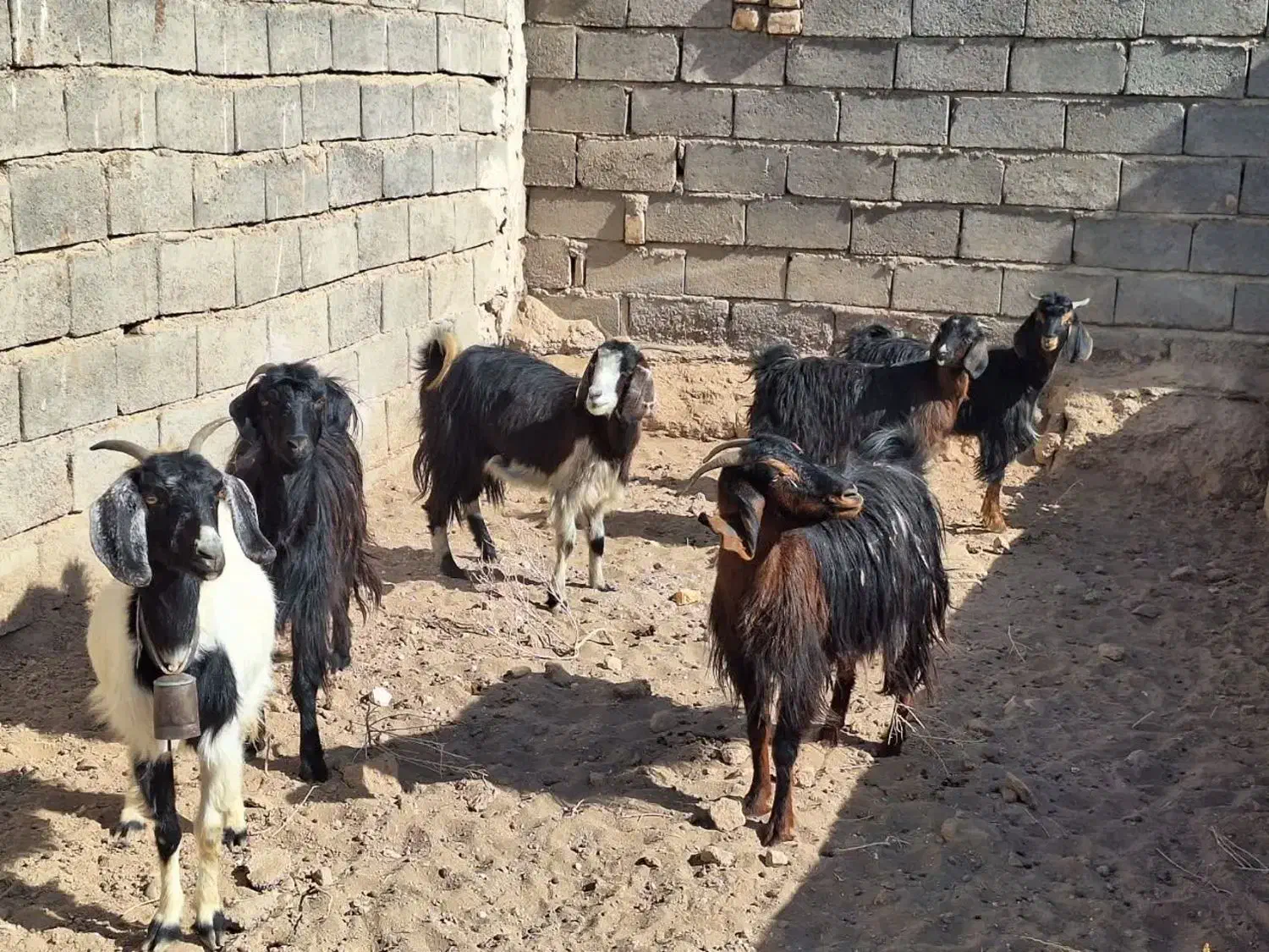 ۵عدد بز ماده ویک نر|حیوانات مزرعه|آران و بیدگل, |دیوار