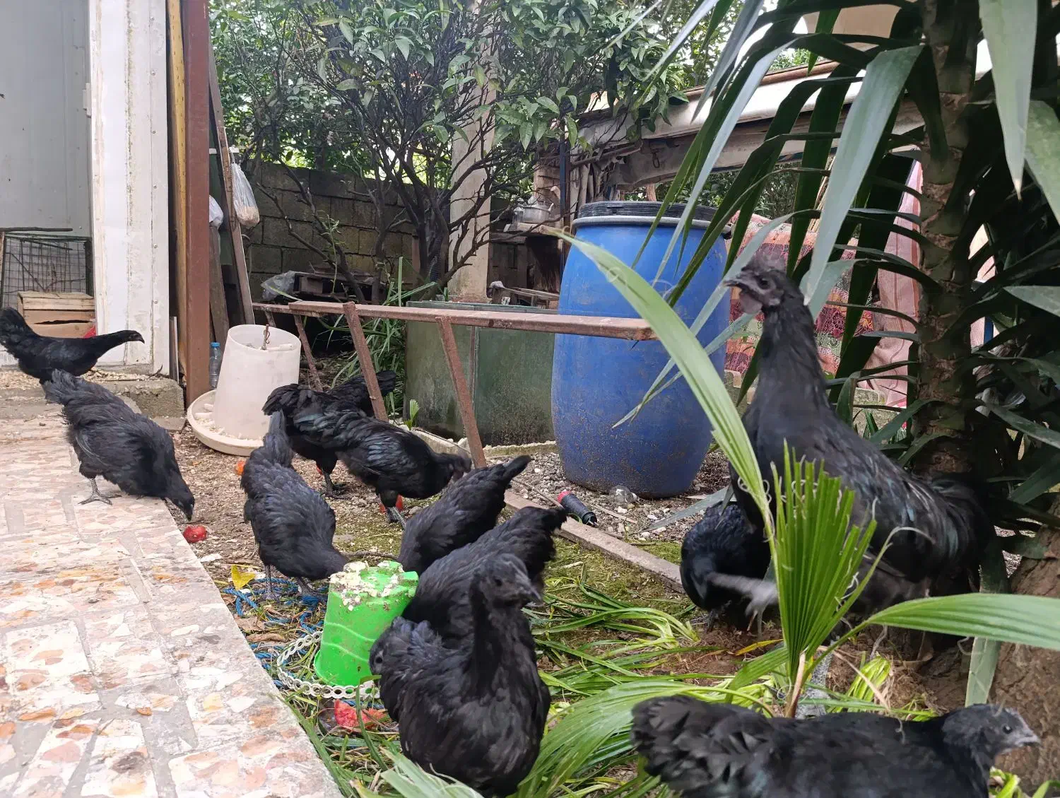 ایام سمانی|حیوانات مزرعه|کتالم و سادات شهر, |دیوار