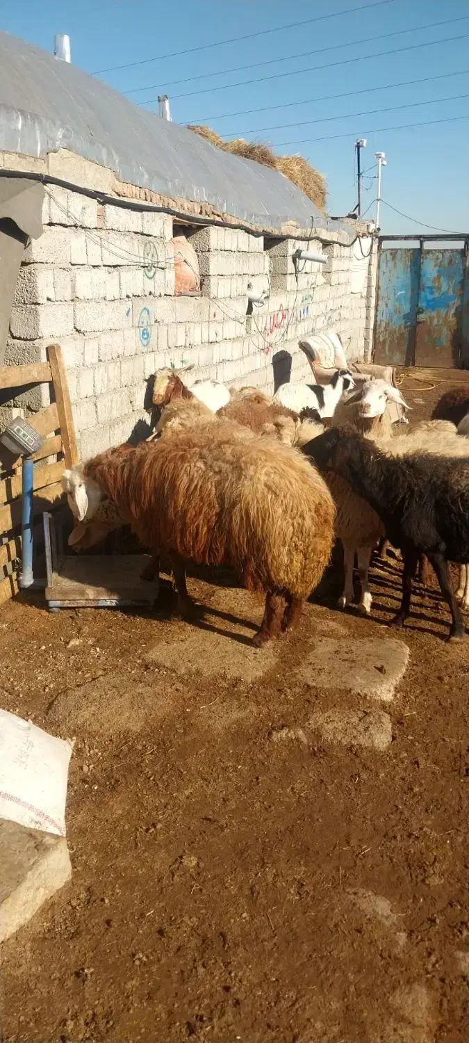 همه رقم دام زنده برای قربانی|حیوانات مزرعه|اردبیل, |دیوار