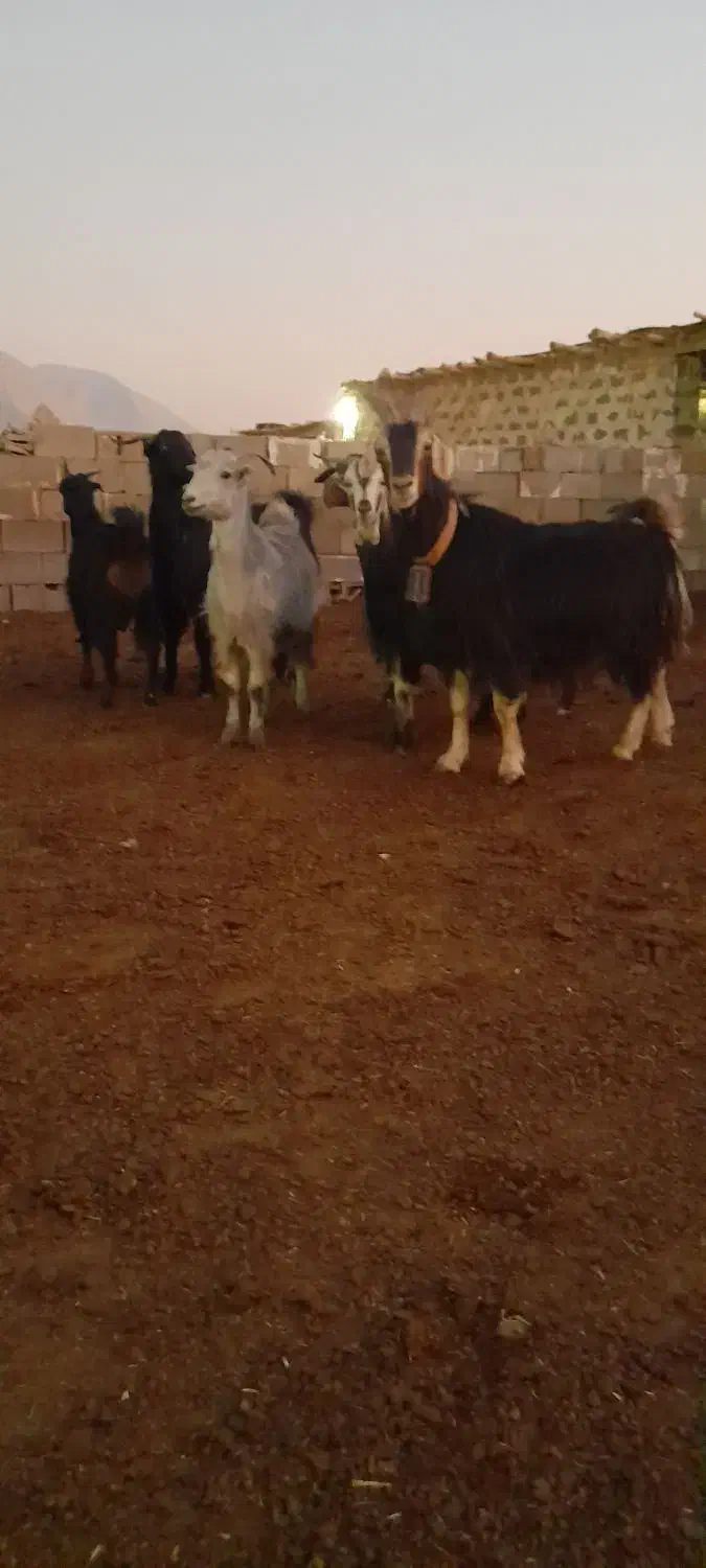 بز چپش کهره آبستنبرج ۱۰و۱۱|حیوانات مزرعه|درودزن, |دیوار