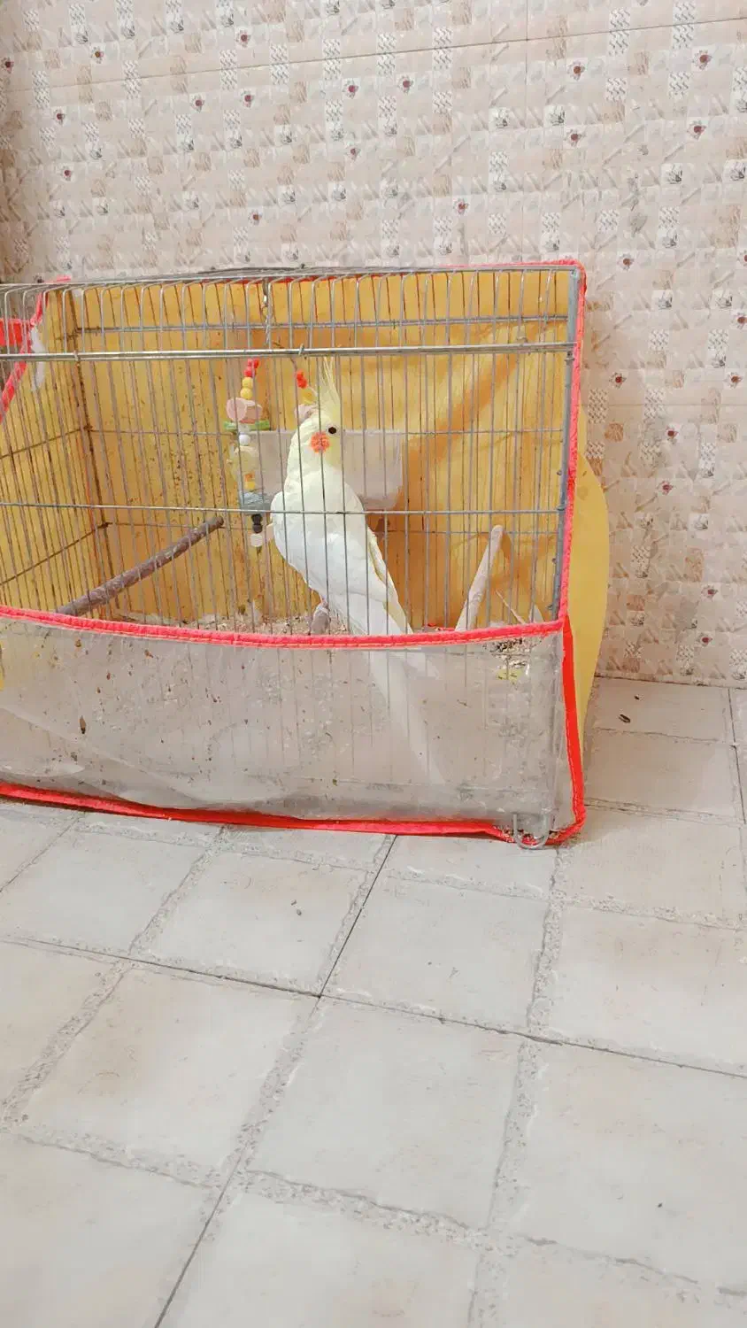 عروس هلندی زیباوسالم|پرنده|چرام, |دیوار