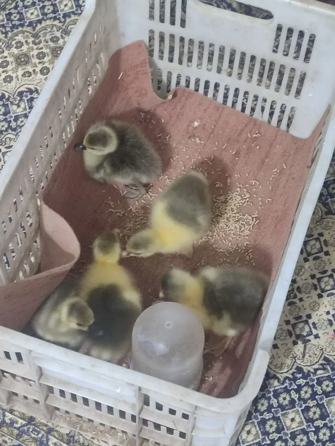 غاز|حیوانات مزرعه|گرگان, |دیوار