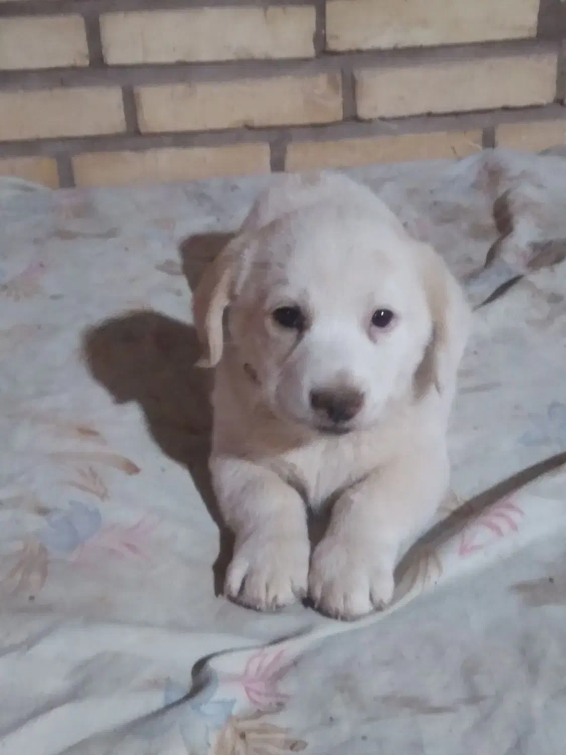 واگذاریه سگ شیتزو|سگ|آباده, |دیوار