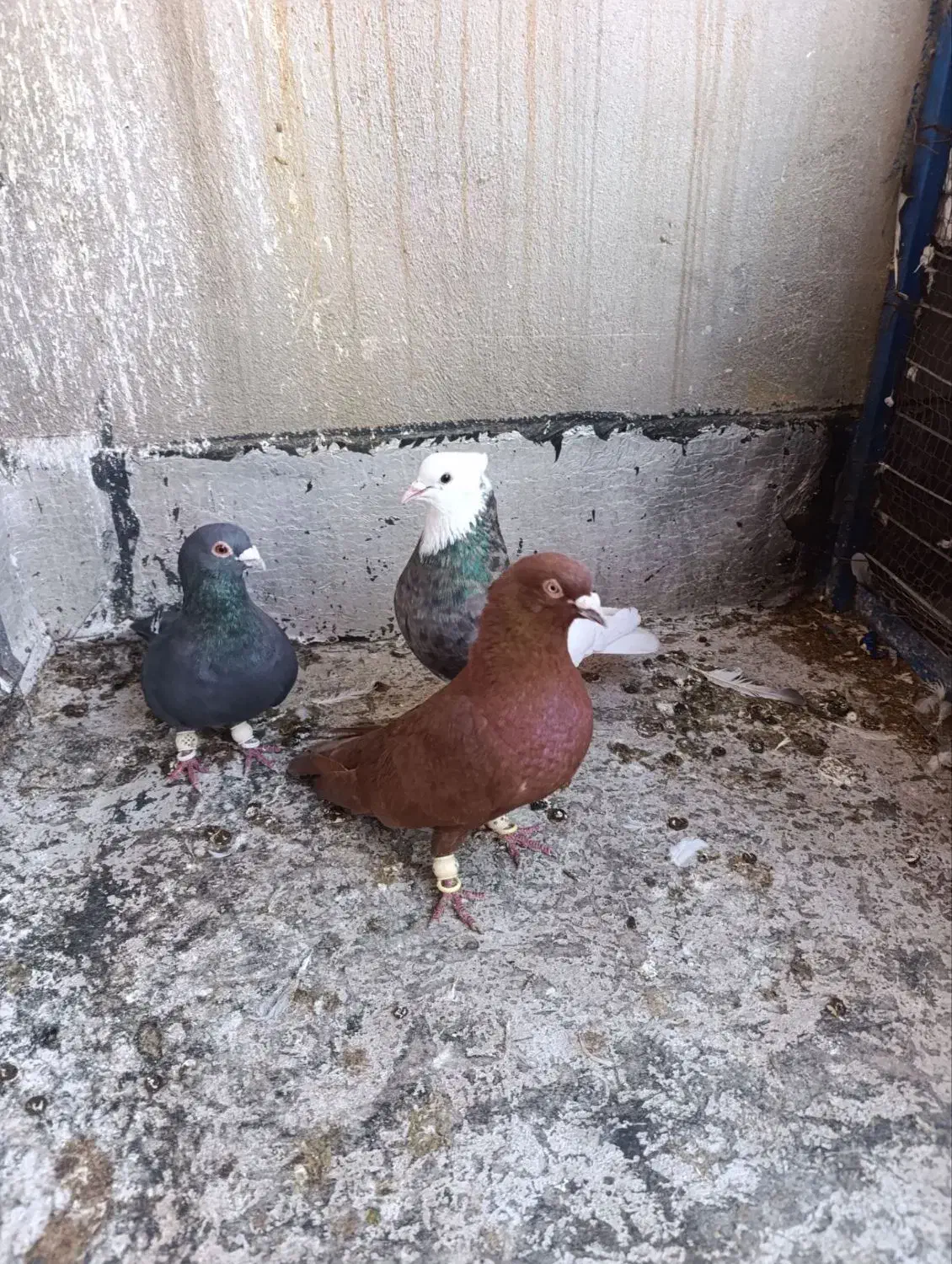 پرنده کبوتر|پرنده|قزوین, |دیوار