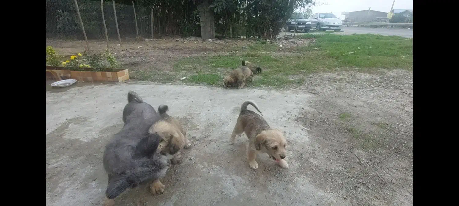 واگذاری سگ|سگ|ساری, |دیوار