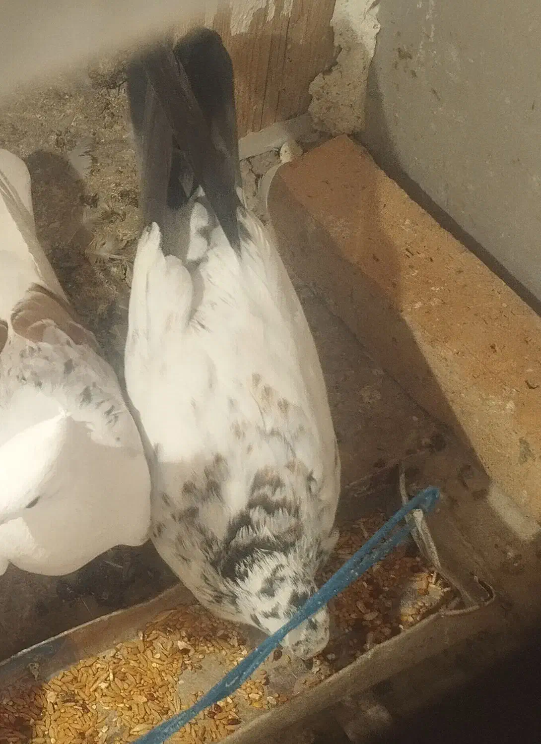 کبوتر گم شده|حیوانات|بروجرد, |دیوار