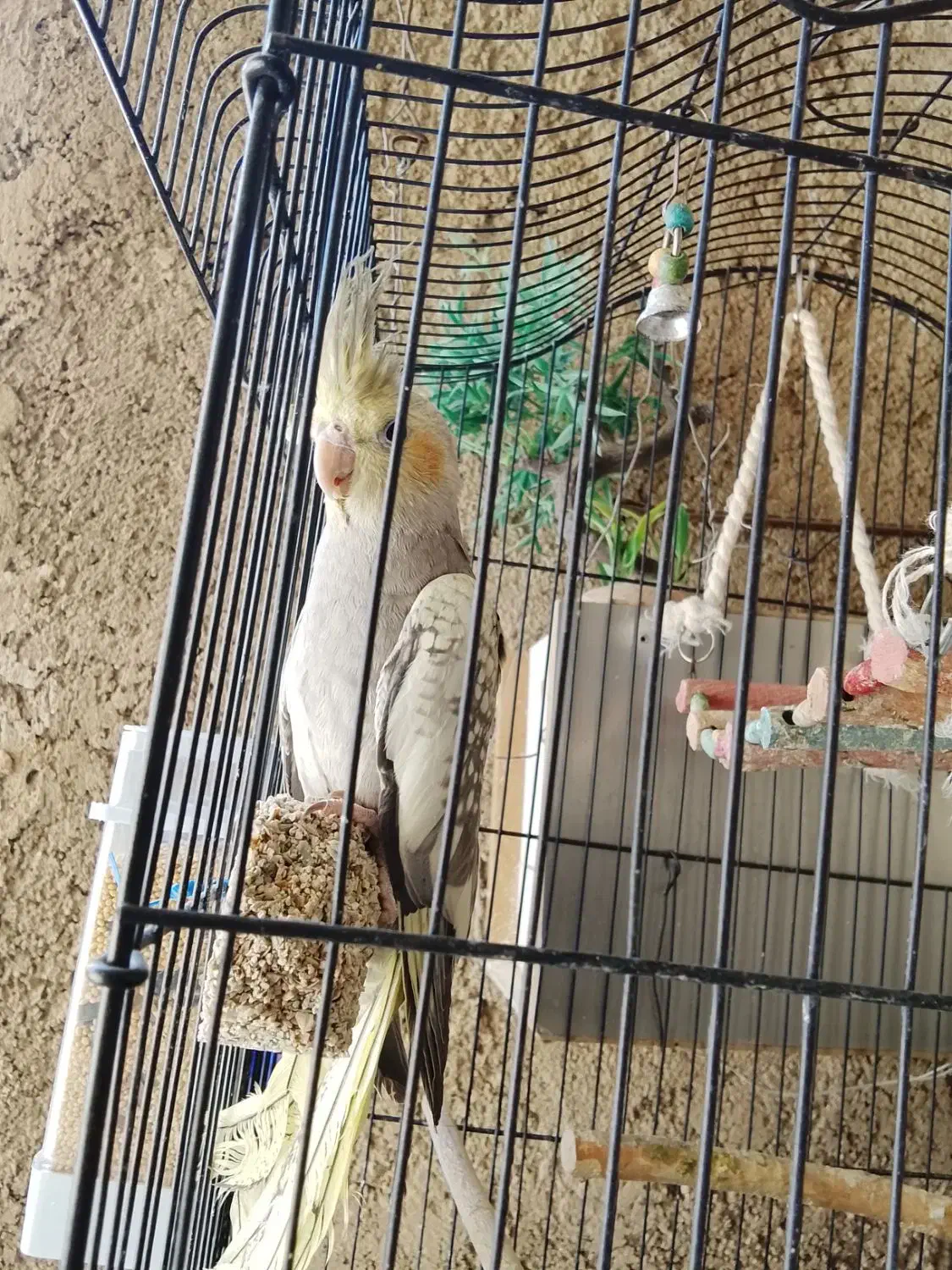 جوجه نر وماد شیش ماهه|پرنده|پاکدشت, خاتون آباد|دیوار