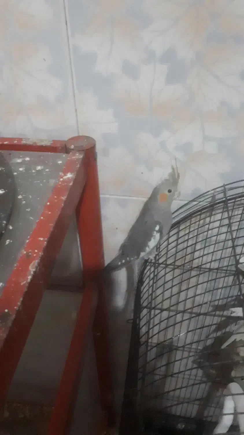 ۵ عددعروس هلندی|پرنده|قم, قلعه کامکار|دیوار