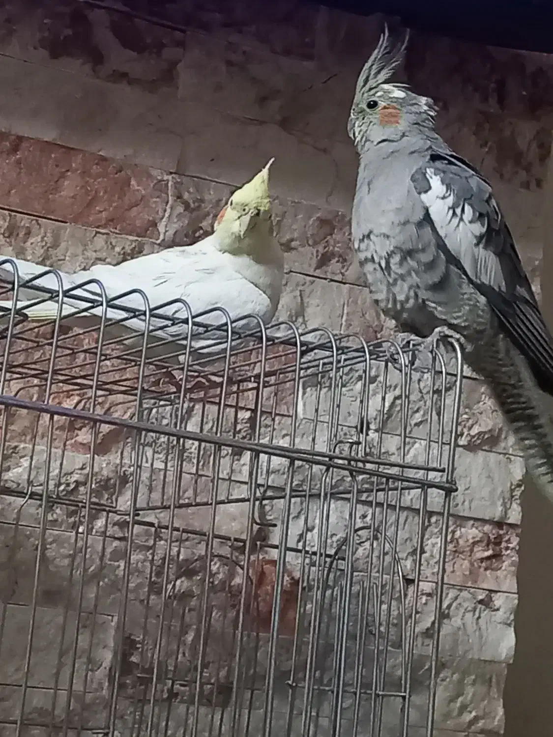 عروس هلندی|پرنده|تهران, هلال احمر|دیوار