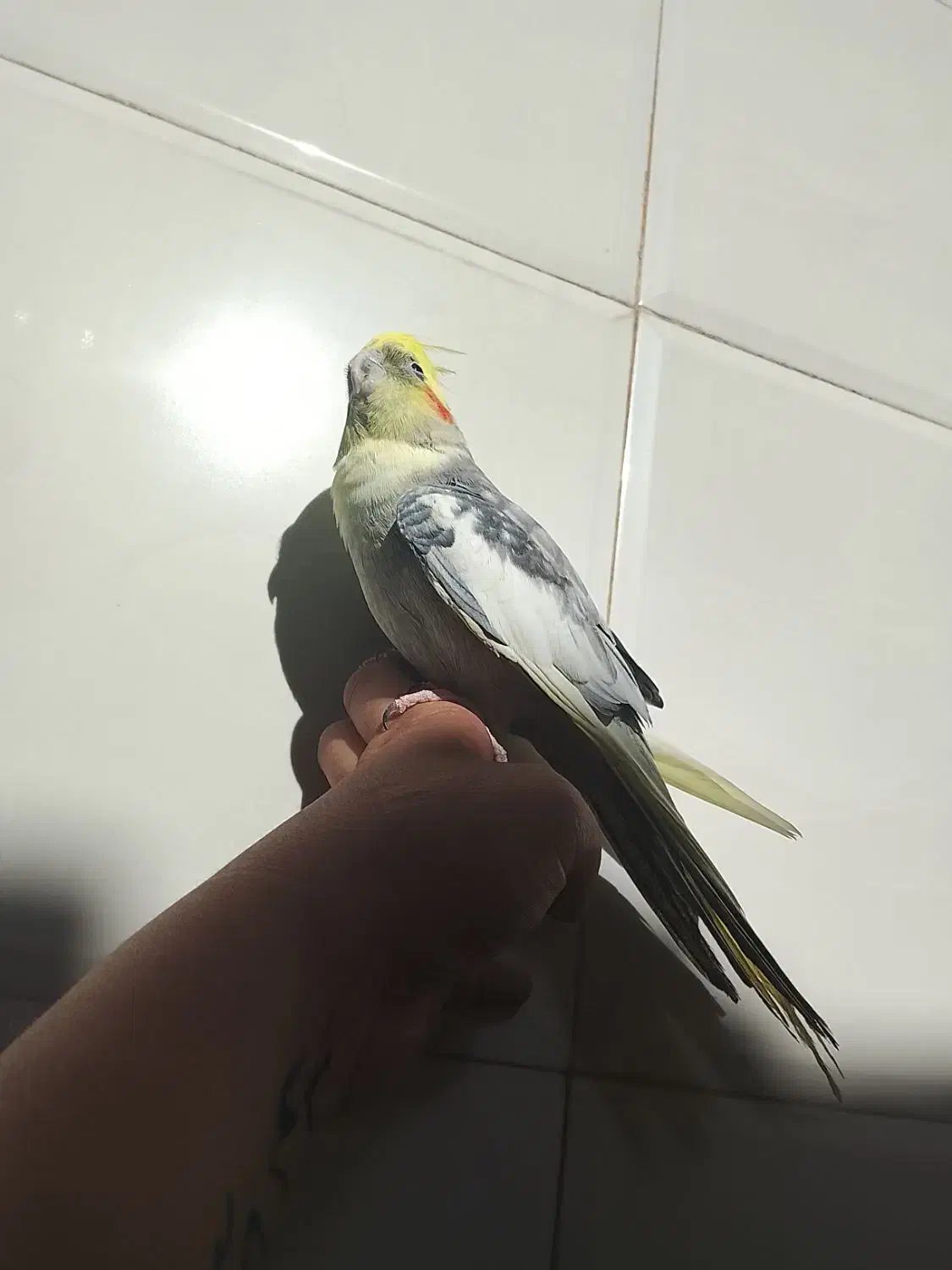 عروس هلندی نر مست رام رام|پرنده|سرپل ذهاب, |دیوار