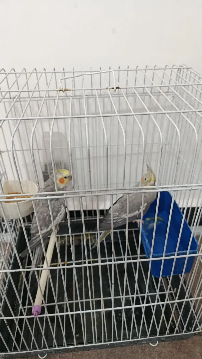 عروس هلندی نر وماده مولد|پرنده|رباط‌کریم, آدران|دیوار