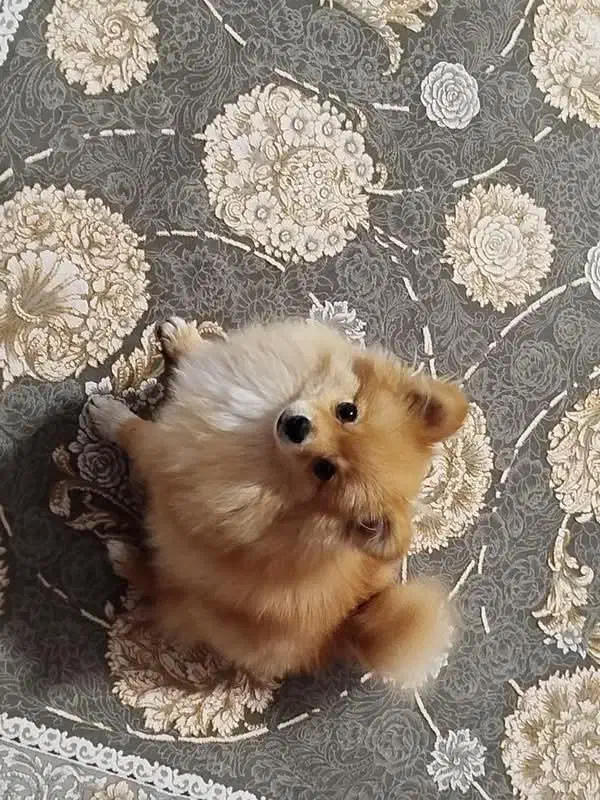 سگ پامرین خرسی|سگ|مرودشت, بیست متری بیمارستان|دیوار