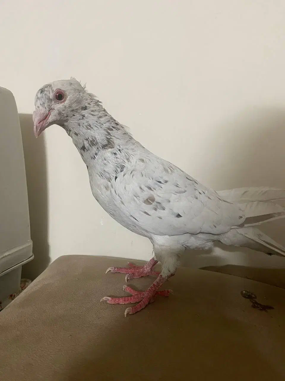 کفتر|پرنده|مشهد, امیرآباد|دیوار