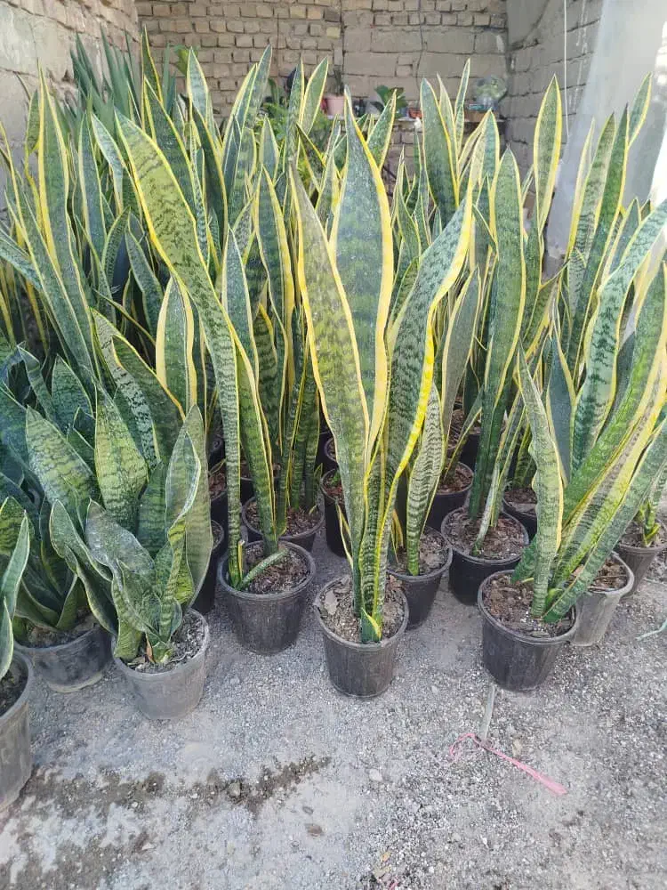 سانسوریا فقط ۲۰۰|گل و گیاه طبیعی|زابل, |دیوار