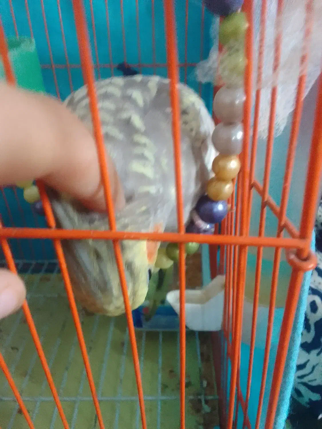 عروس‌هلندی‌سخنگو|پرنده|فومن, |دیوار