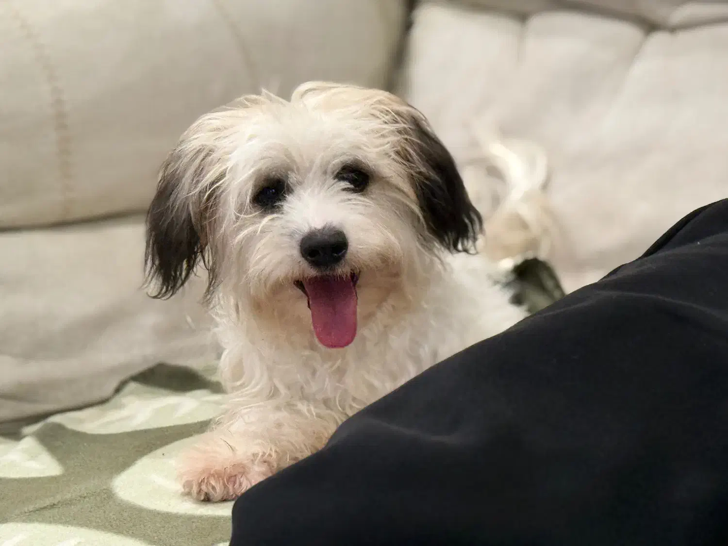 سگ شیتزو|سگ|آستارا, |دیوار