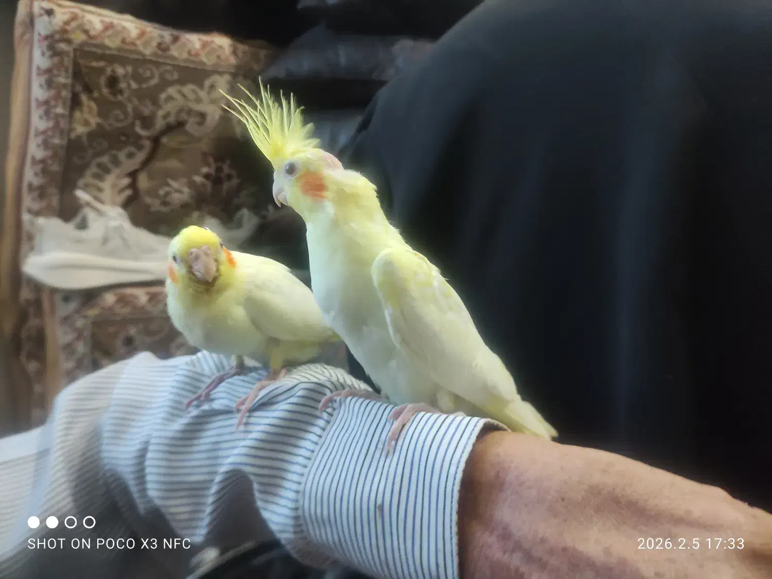 عروس هلندی|پرنده|داراب, |دیوار