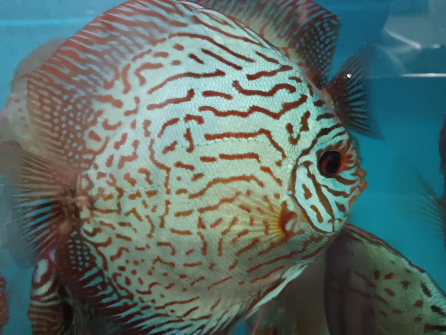 ماهی دیسکس|ماهی|تهران, منیریه|دیوار