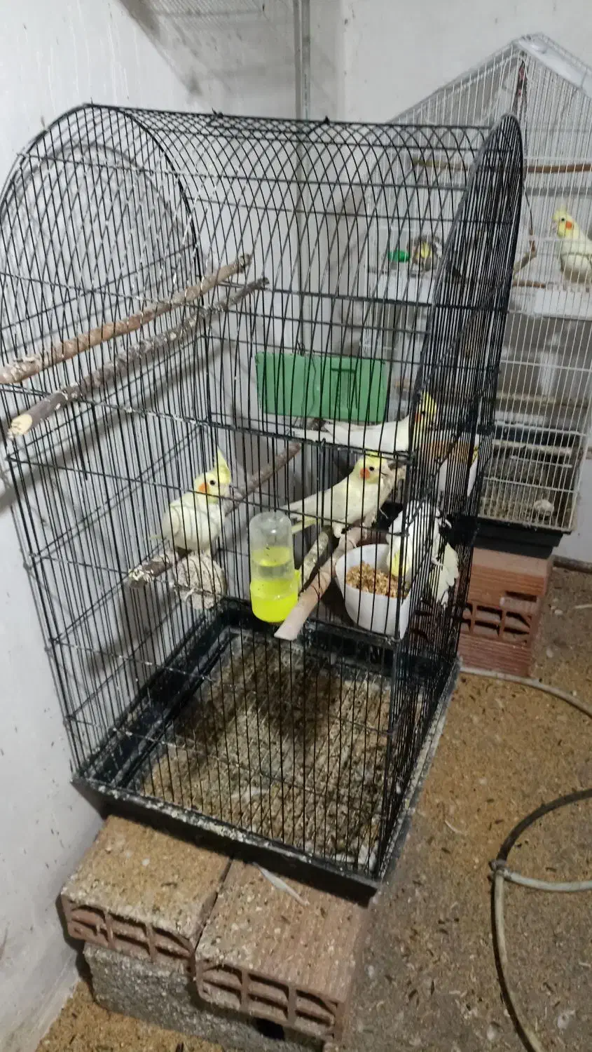 عروس هلندی|پرنده|دلند, |دیوار