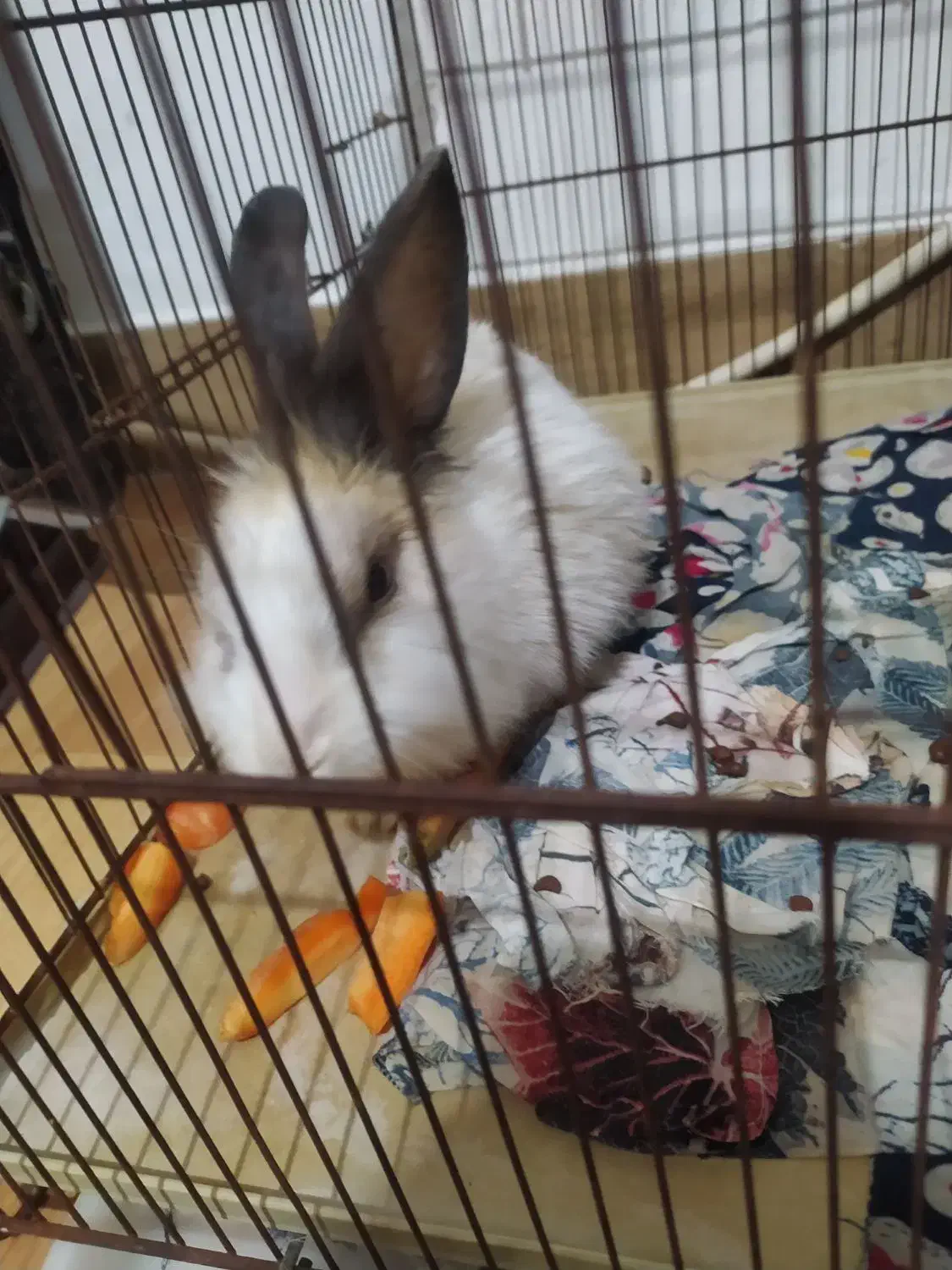 خرگوش نر|موش و خرگوش|رشت, کوی حسینی|دیوار