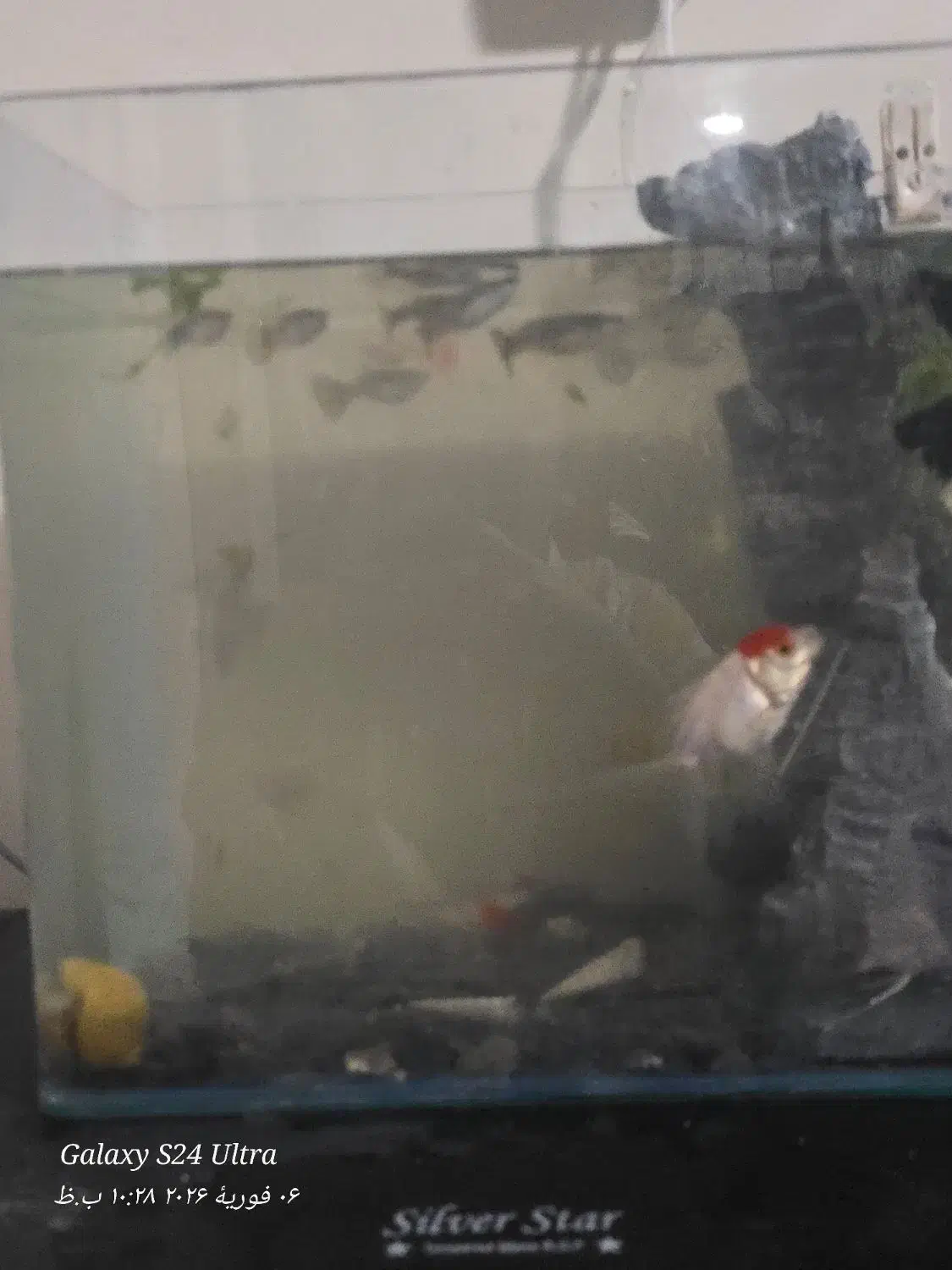 ماهی گوپی|ماهی|قم, اسمعیل آباد|دیوار