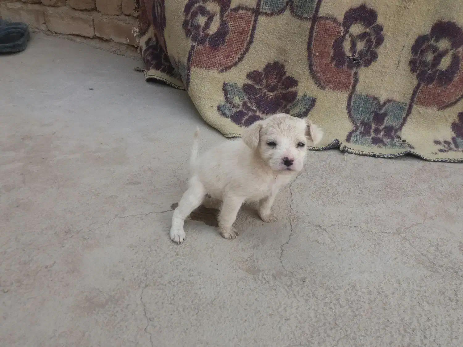 یه دونه توله پاکوتاه ماده|سگ|کرمانشاه, |دیوار