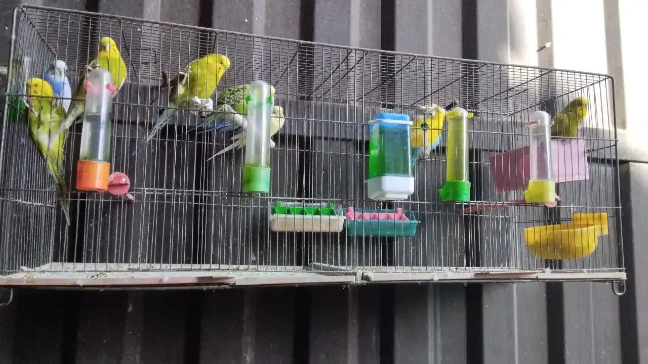 مرغ عشق مولد|پرنده|فردیس, سرحد آباد|دیوار