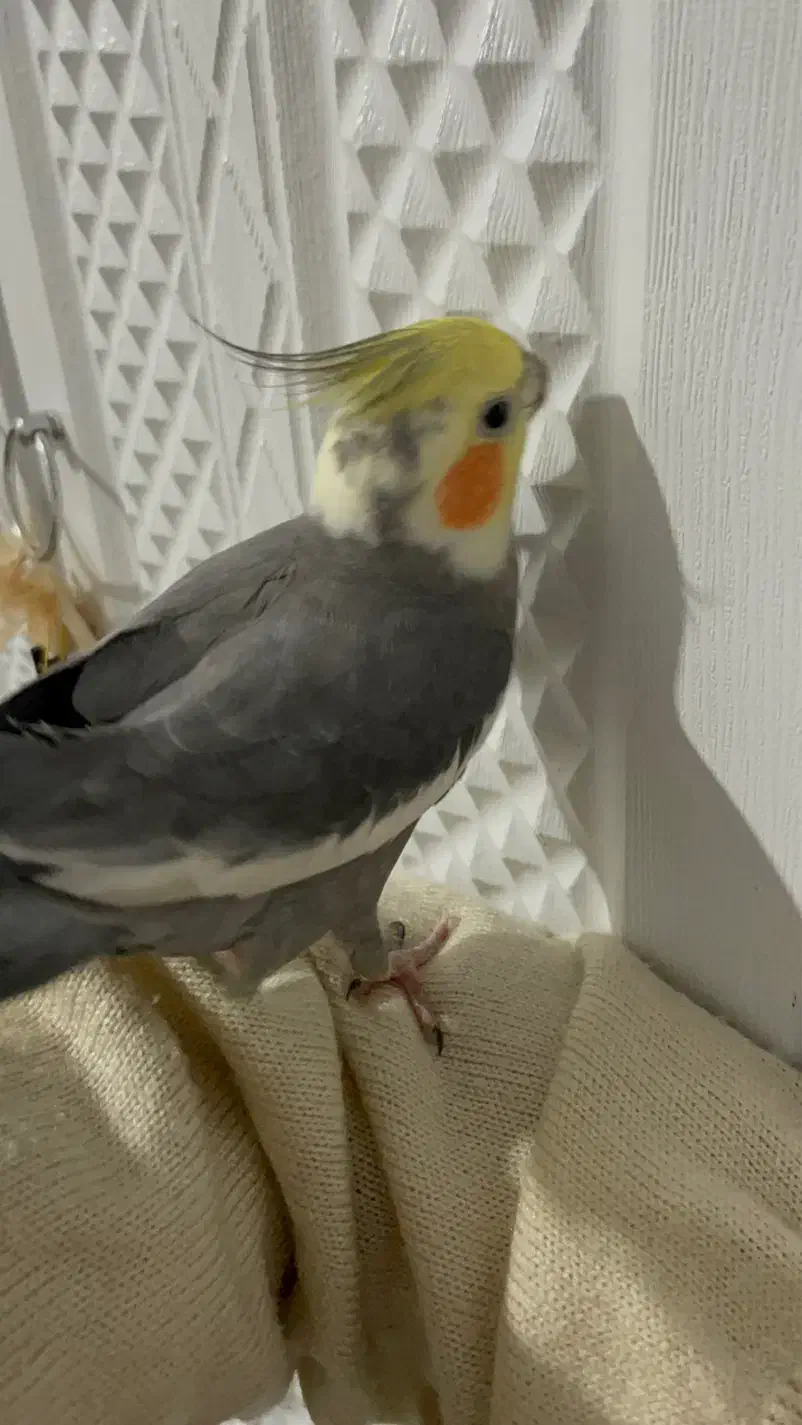 گمشده عروس هلندی|حیوانات|قم, زند آباد|دیوار