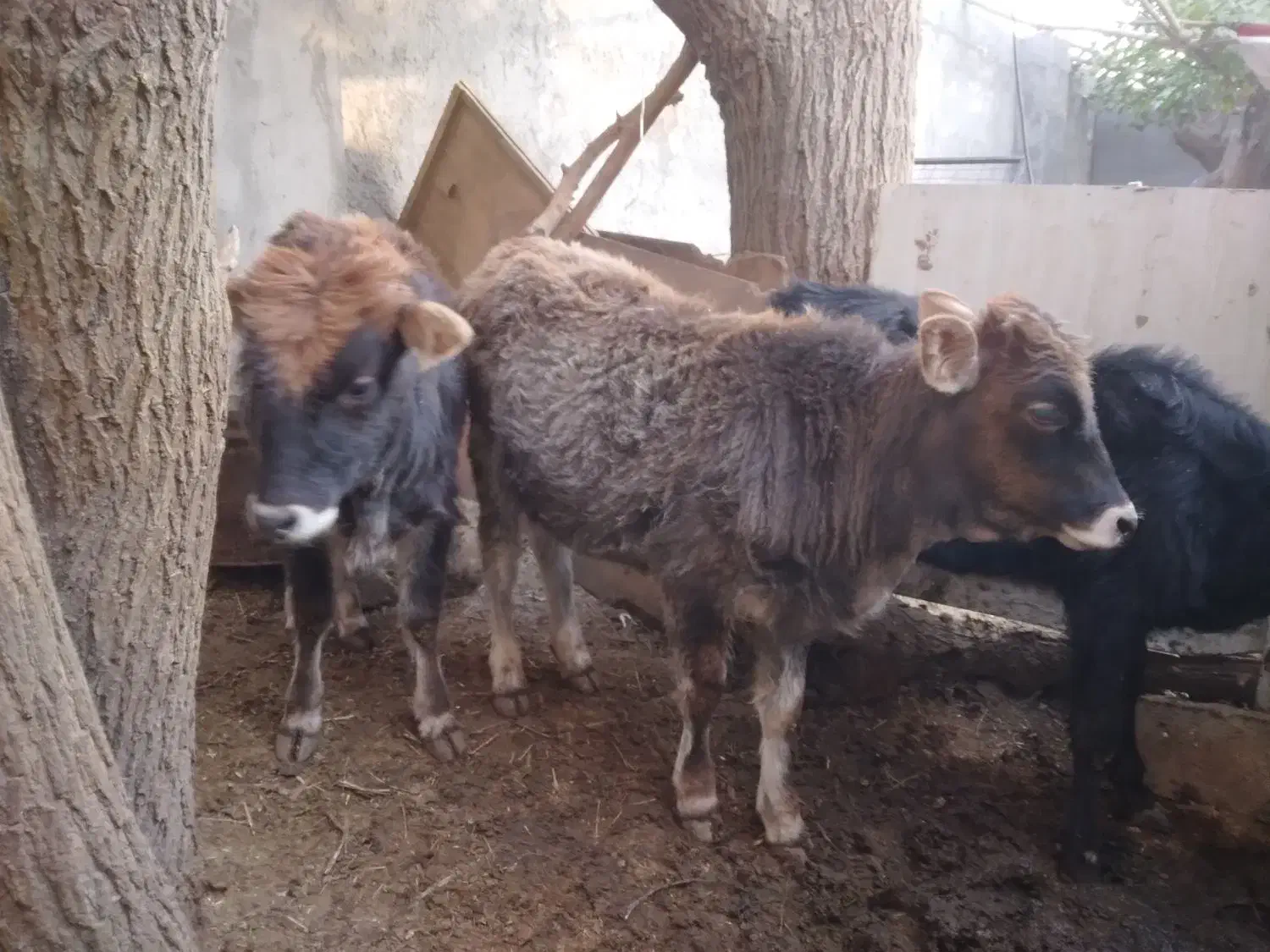 ۶عدد گوساله ماده ویک  گاو محلی ۷ماه آبستن|حیوانات مزرعه|قنوات, |دیوار