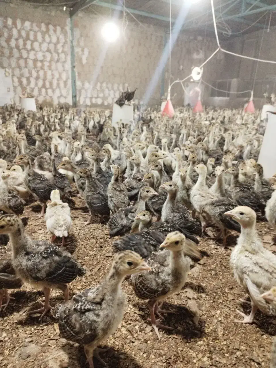 جوجه بوقلمون 20 روزه|حیوانات مزرعه|گنبد کاووس, |دیوار