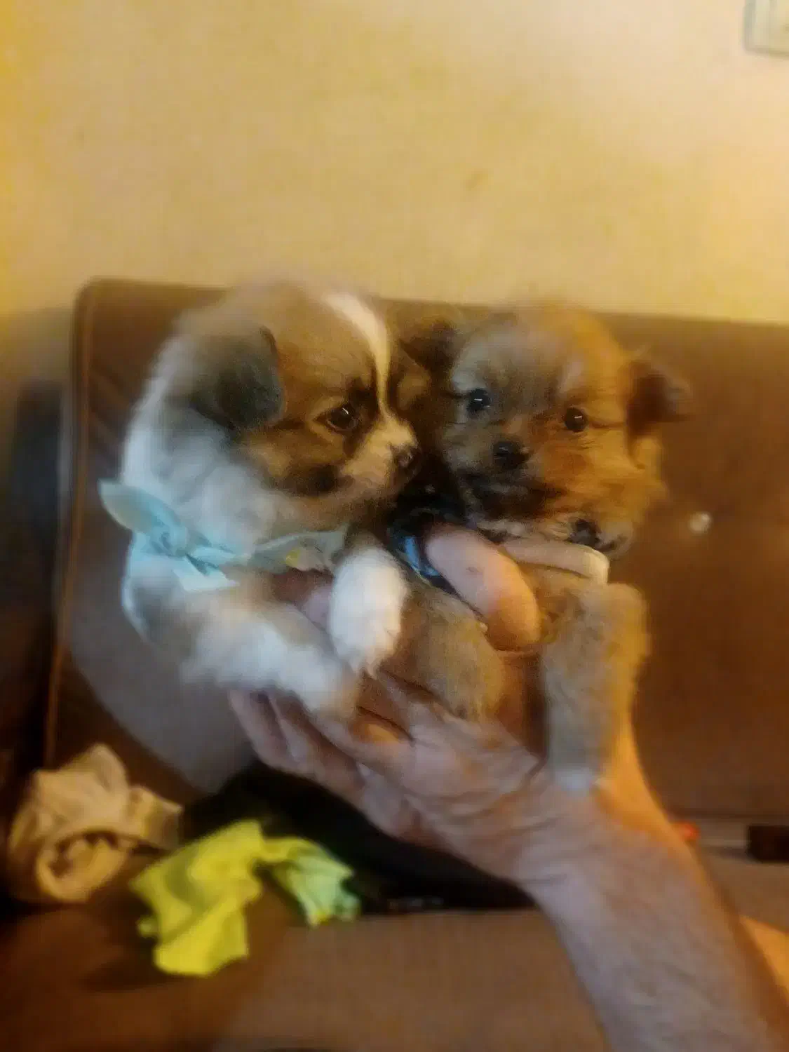 توله های پامر زیبا|سگ|محمدشهر, جعفرآباد|دیوار